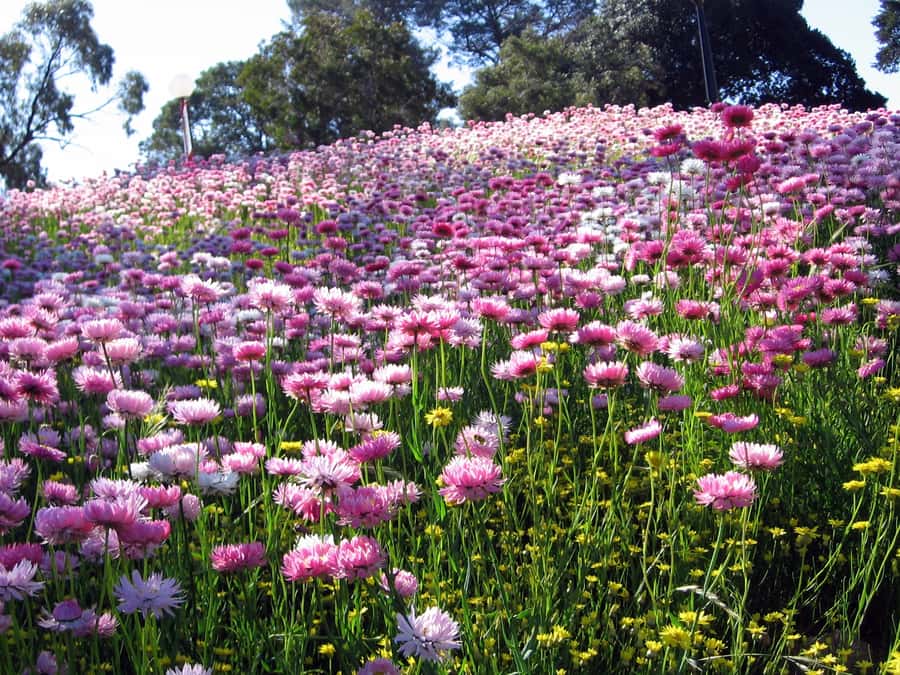Perth Wildlife Park & City Highlights - Small Group Tours - Margaret River Chocolate Company: 30 Minutes to Reset Your Sweet Tooth