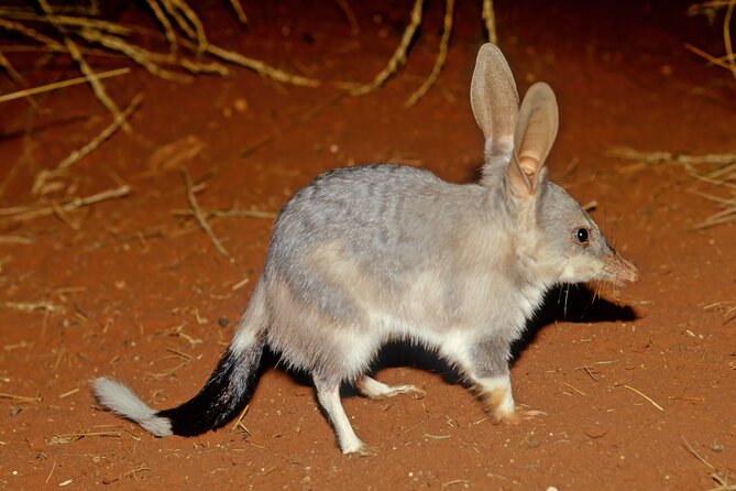 Perth Wildlife Tour Under the Stars with Dinner - Dryandra Woodlands After Dark: What Makes This Perth Tour Work