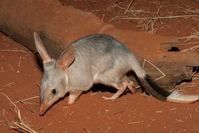 Perth Wildlife Tour Under the Stars with Dinner - Stop 1: Dryandra Woodlands and the Target Animals You’ll Hear About