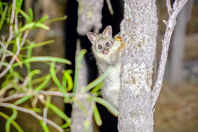 Perth Wildlife Tour Under the Stars with Dinner - Stop 3 Stargazing on the Dryandra Outback Edge