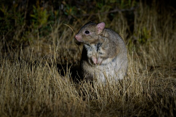 Perth Wildlife Tour Under the Stars with Dinner - Price and Entrance Fees: How to Budget Without Surprises