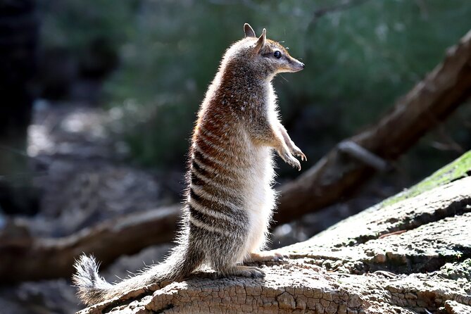 Perth Wildlife Tour Under the Stars with Dinner - Barna Mia Nocturnal Wildlife Experience: Conservation Talk, Then Looking