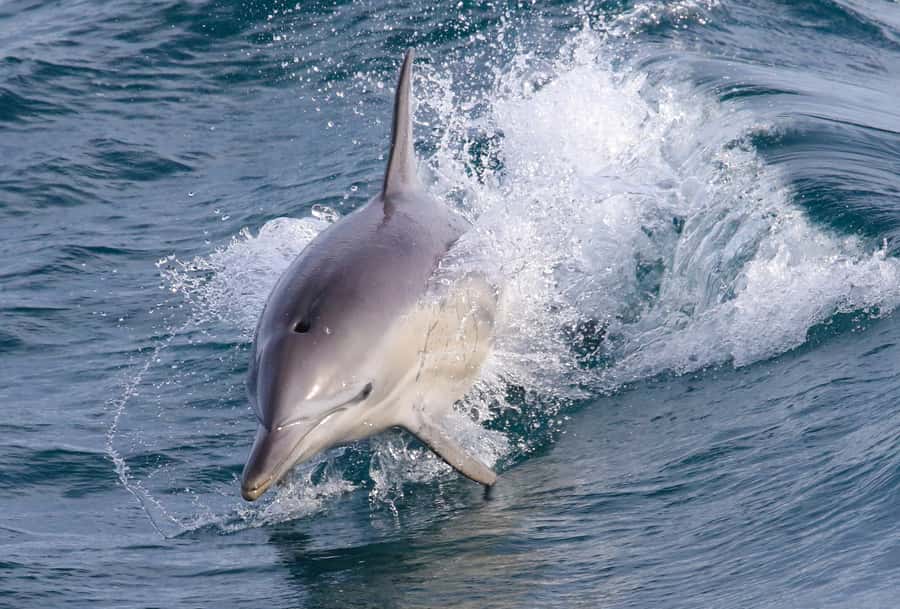 Philip Island: Dolphin and Whale Cruise - Key things to know before you go