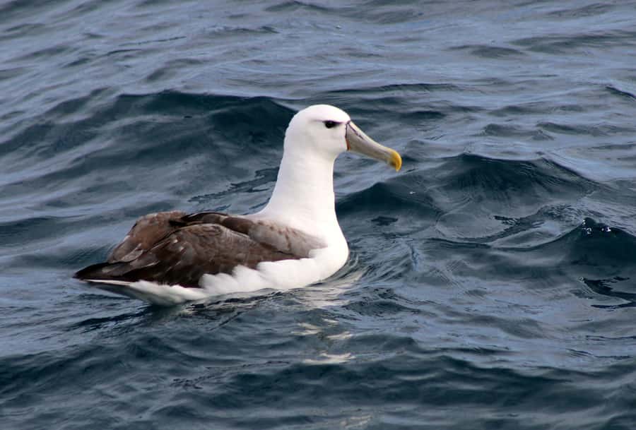 Philip Island: Dolphin and Whale Cruise - Dolphins, seals, and seabirds: the wildlife mix that fills the gaps