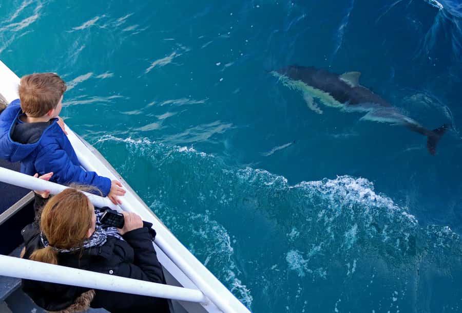 Philip Island: Dolphin and Whale Cruise - What’s included (and what you’ll pay for)