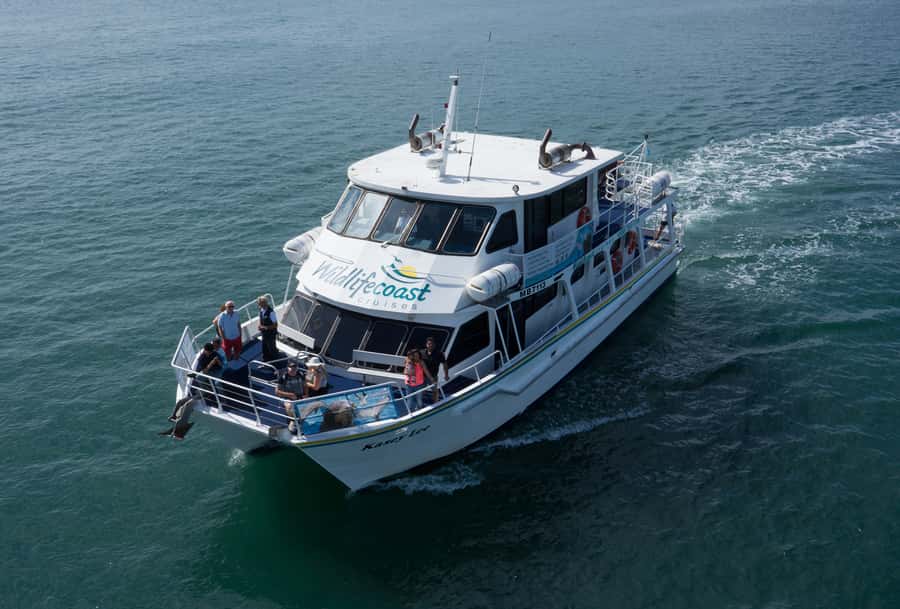 Philip Island: Dolphin and Whale Cruise - Duration and pacing: why 3 hours can feel short or long