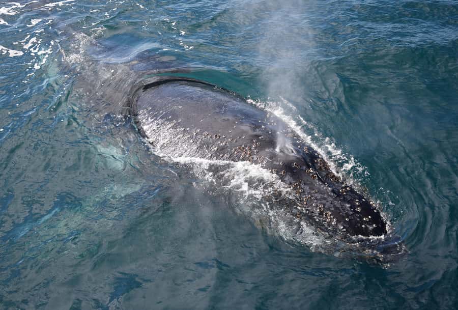 Philip Island: Dolphin and Whale Cruise - Value check: is a $95 whale-and-dolphin cruise worth it?