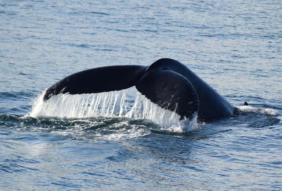 Philip Island: Dolphin and Whale Cruise - How humpback and southern right whale spotting really works