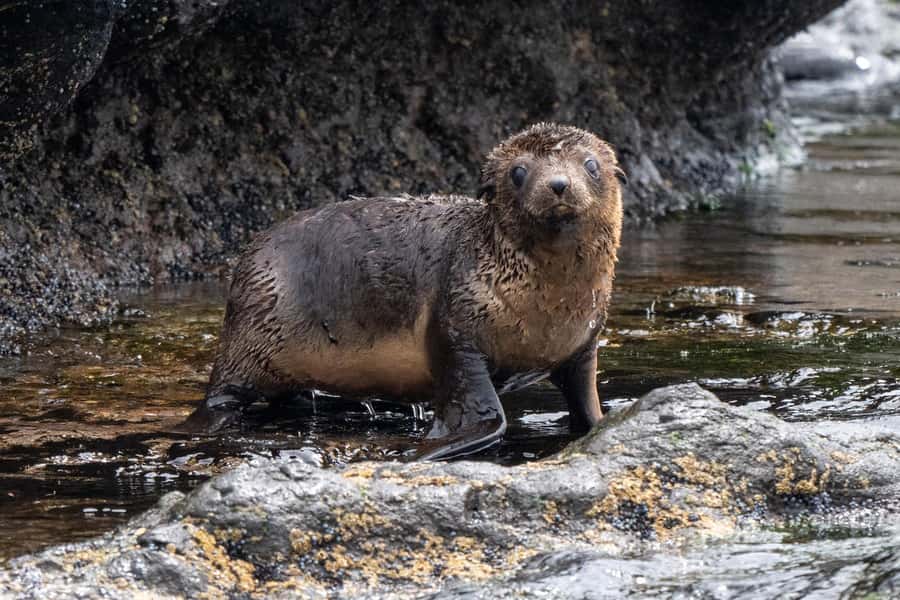 Philip Island: Seal Watching Cruise - Why Phillip Island’s Seal Rocks is so worth the boat ride