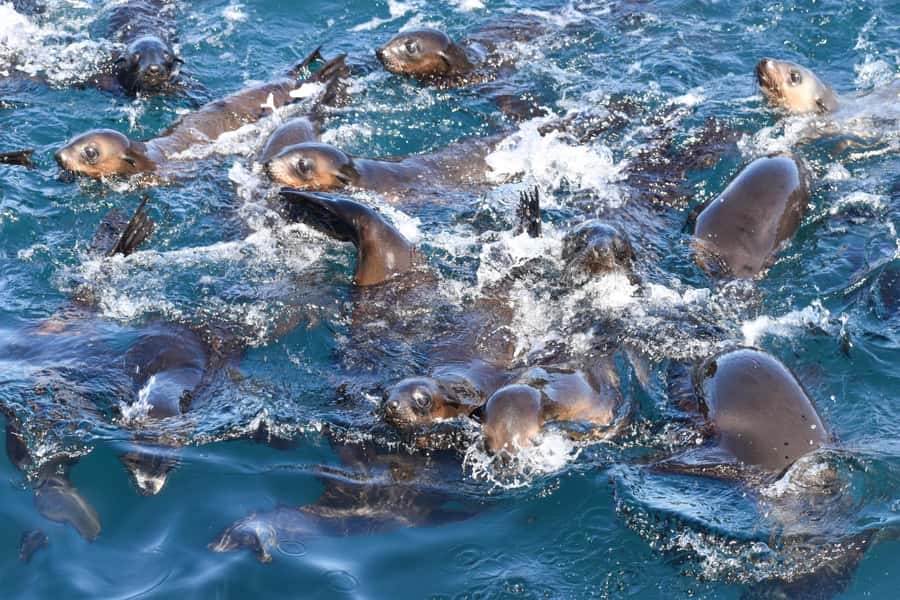 Philip Island: Seal Watching Cruise - Meeting at Cowes: start easy, get into position fast