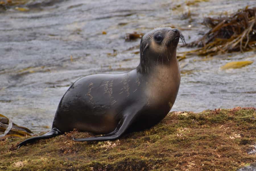 Philip Island: Seal Watching Cruise - The 2-hour rhythm: scenic cruising plus real viewing time