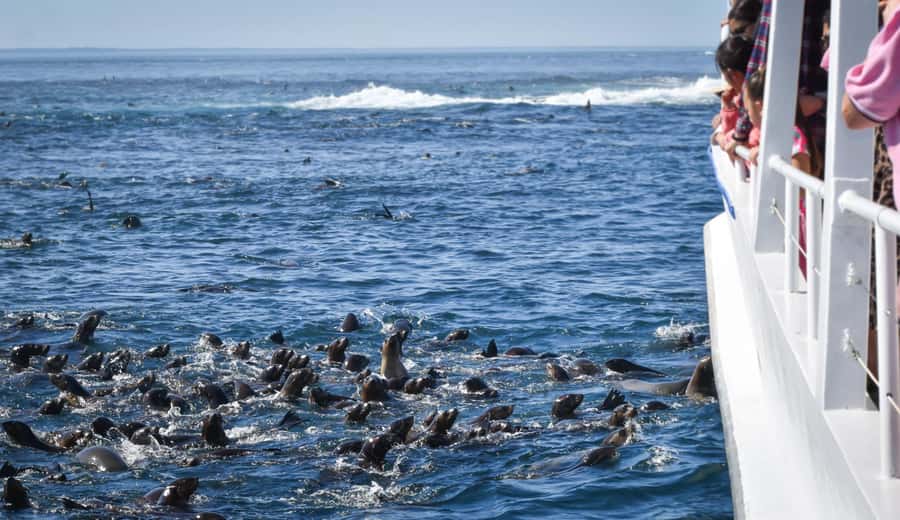 Philip Island: Seal Watching Cruise - At Seal Rocks: spotting pups, adults, and those bull-seal moments