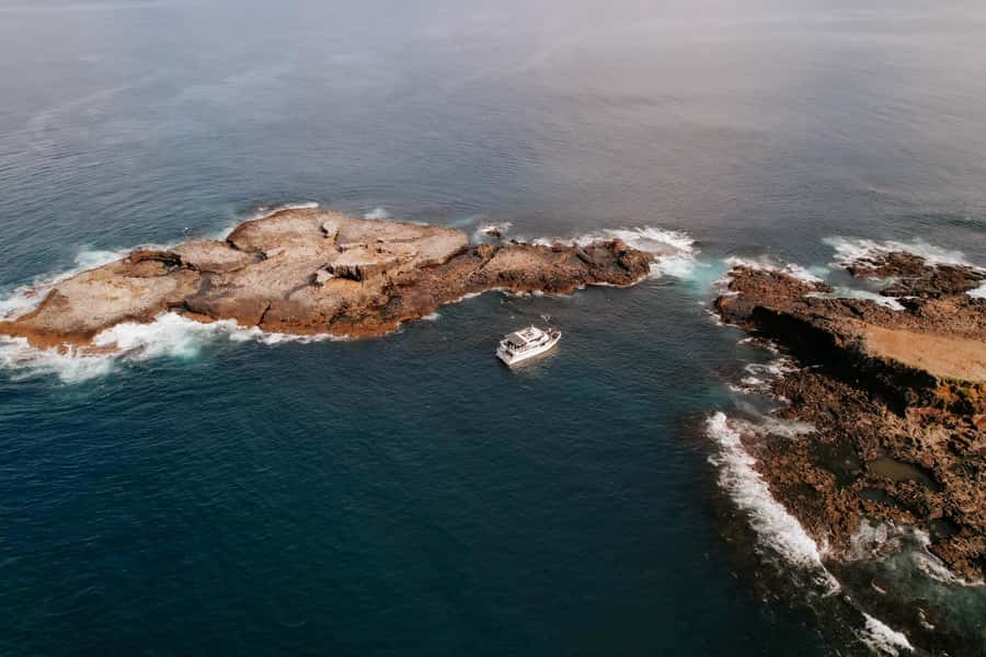 Philip Island: Seal Watching Cruise - Wildlife beyond seals: dolphins, penguins, and seabirds