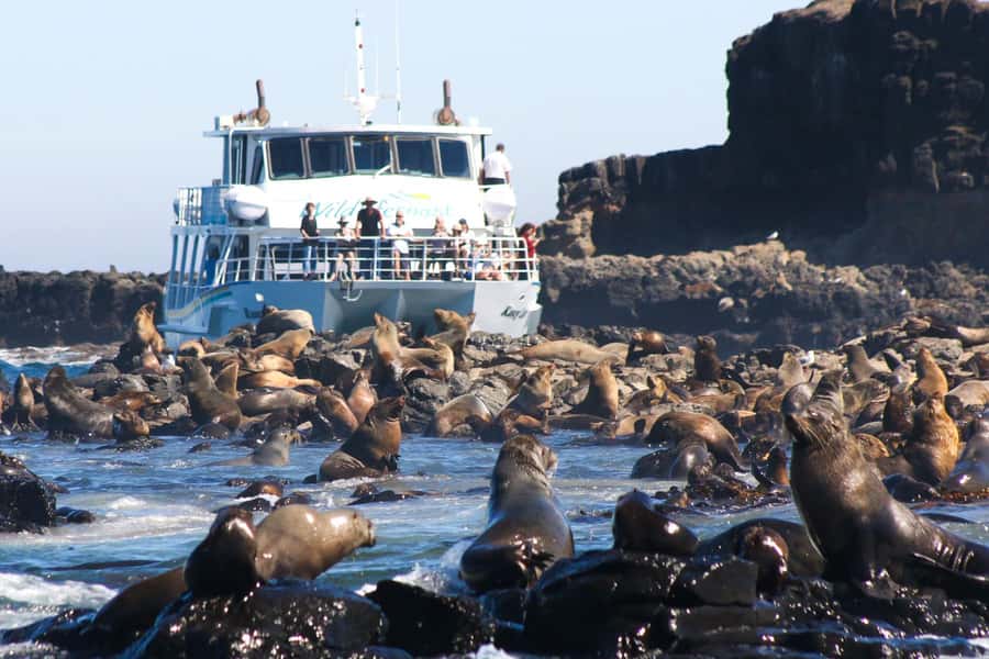 Philip Island: Seal Watching Cruise - Price and value: what $81 gets you for 2 hours