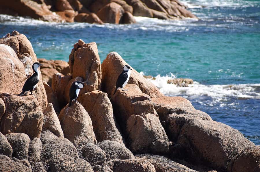 Phillip Island: 1-Hour Cape Woolamai Scenic Cruise - A realistic minute-by-minute: what the hour usually feels like