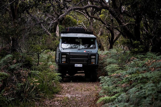 Phillip Island and French Island Wildlife Expedition - Tips to Make the Day Easier (and Better)