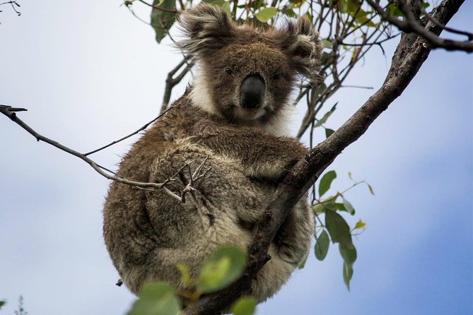 Phillip Island and French Island Wildlife Expedition - Who This Tour Suits Best