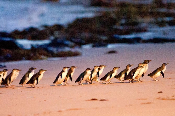 Phillip Island Day Trip from Melbourne with Penguin Plus Viewing Platform - Key highlights worth planning around