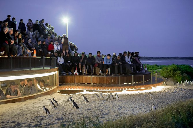 Phillip Island Day Trip from Melbourne with Penguin Plus Viewing Platform - Penguin Plus on Phillip Island: why this tour feels different