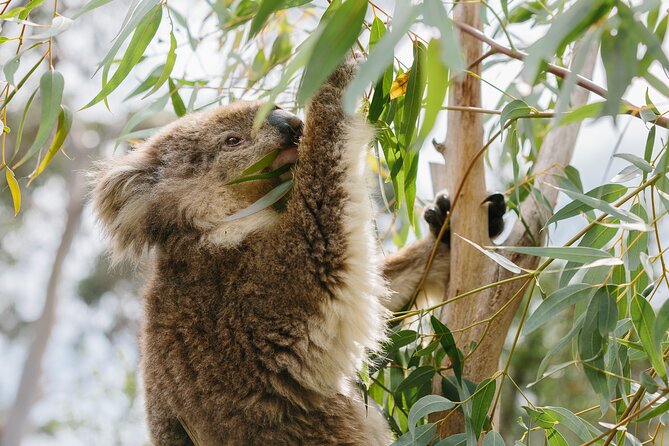 Phillip Island Day Trip from Melbourne with Penguin Plus Viewing Platform - Price and value: is $172.14 worth it?