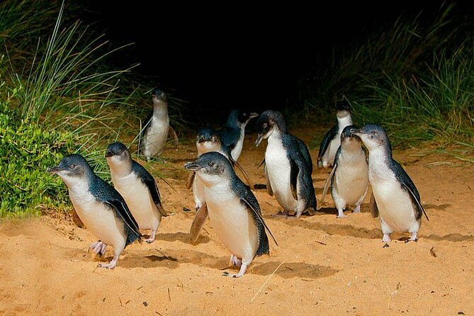 Phillip Island: Golden Hour Penguin Express Tour w/ Island Pickup - Why this golden hour setup beats a last-minute scramble