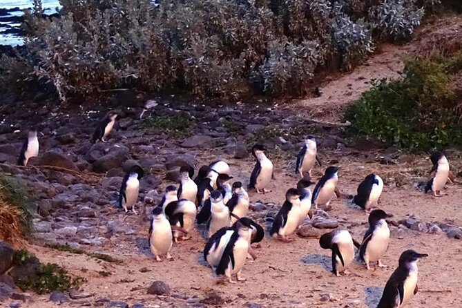 Phillip Island: Golden Hour Penguin Express Tour w/ Island Pickup - Sparking wine on the coach: a small detail with big mood value