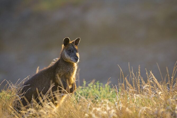 Phillip Island: Golden Hour Penguin Express Tour w/ Island Pickup - Pickup and ride comfort: the part you’ll thank yourself for later