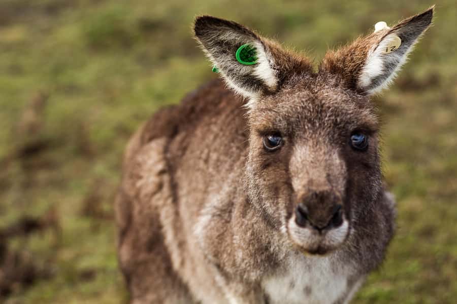 Phillip Island: Hike and Penguin Parade - 8 pax Small Tour - What to Bring (So the Day Feels Good, Not Miserable)