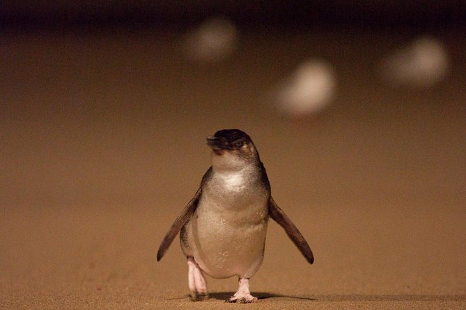 Phillip Island Medium Size Group Tour - Why Phillip Island’s Penguin Parade Works as a Day Trip