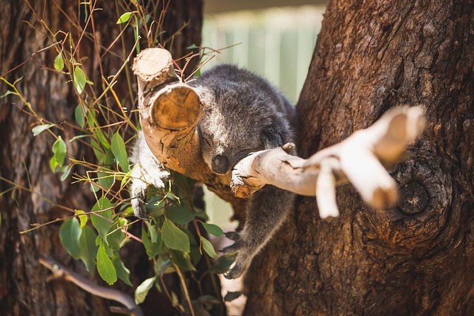 Phillip Island Medium Size Group Tour - What You’ll Actually Do During the Day (Beyond the Brochure)