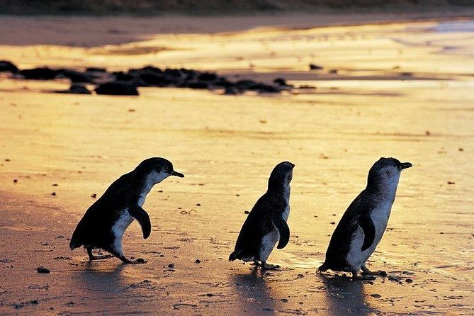 Phillip Island Penguin and wildlife Tour - Key highlights that make this tour worth your time