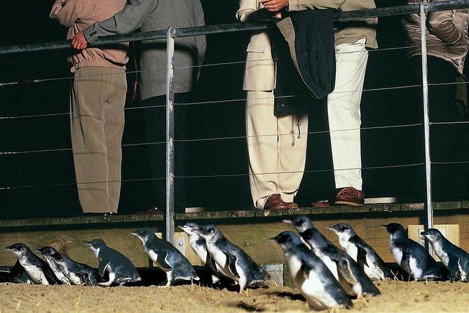Phillip Island Penguin and wildlife Tour - Why Phillip Island works as a guided day trip from Melbourne