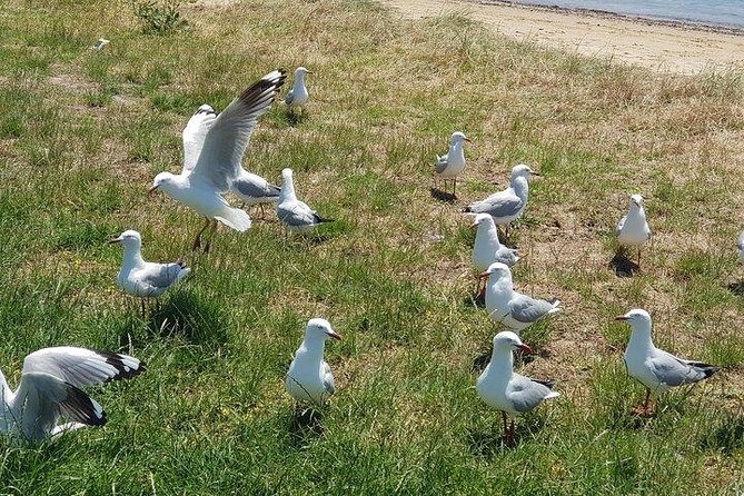 Phillip Island Penguin and wildlife Tour - Penguin Parade: the real reason for many bookings
