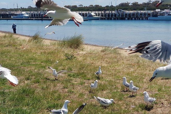 Phillip Island Penguin and wildlife Tour - St Paul’s Cathedral: the quick Melbourne return taste