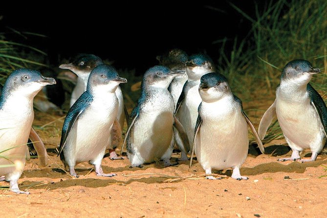 Phillip Island Penguin and wildlife Tour - Group size, timing, and what a 12-hour day feels like