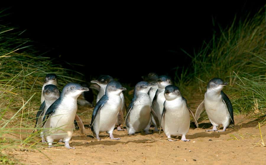 Phillip Island Penguin Direct Sunset Tour - Key highlights worth your attention
