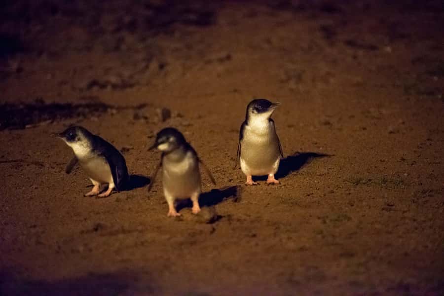 Phillip Island Penguin Direct Sunset Tour - The 8-hour pacing: what feels smooth, what might feel rushed