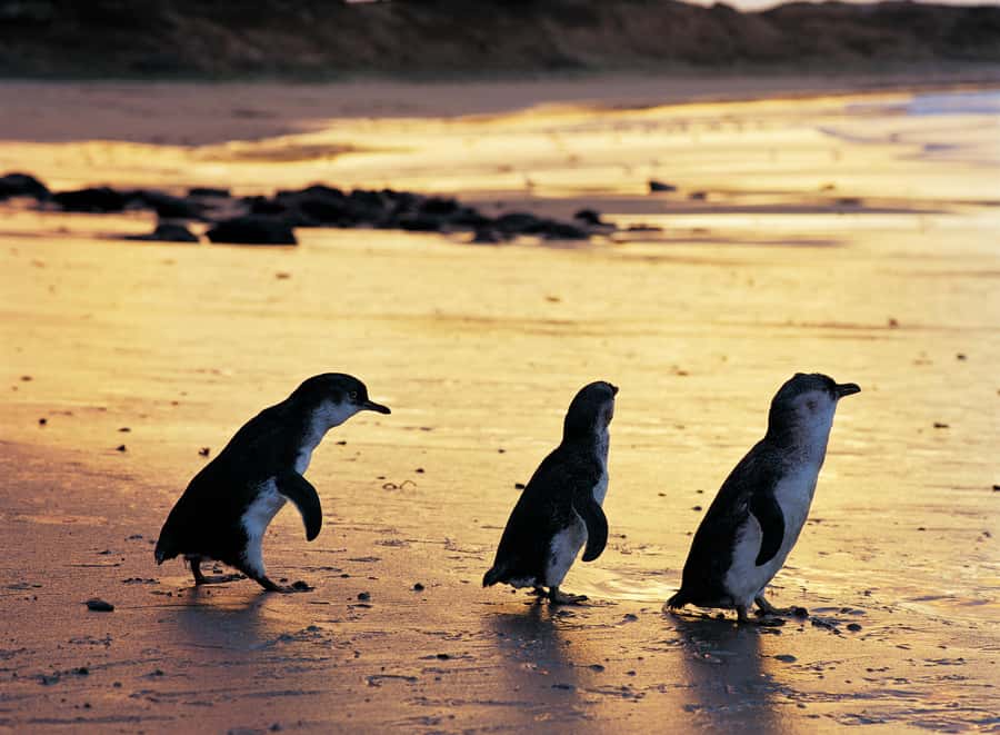 Phillip Island Penguin Direct Sunset Tour - Potential trip hiccups: how to avoid the annoying stuff