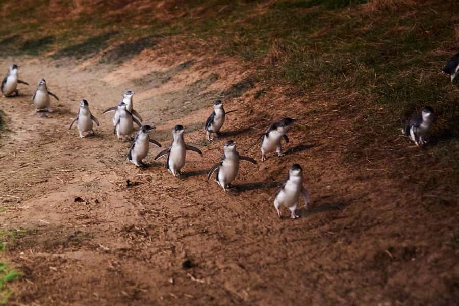 Phillip Island Penguin Direct Sunset Tour - The Nobbies boardwalks: cliffs, Bass Strait views, and that possible blowhole moment
