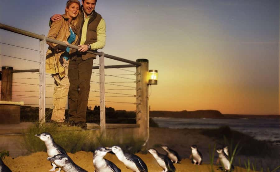 Phillip Island Penguin Parade Afternoon Tour from Melbourne - Getting back to Melbourne: late arrival and a stress-free endpoint