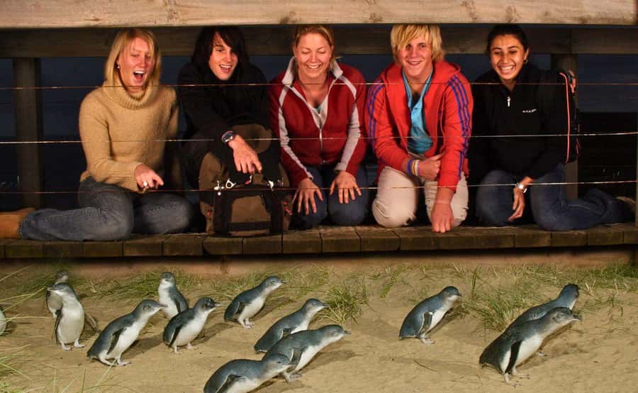 Phillip Island Penguin Parade Afternoon Tour from Melbourne - From Melbourne pickup to the Nobbies: the ride is part of the experience