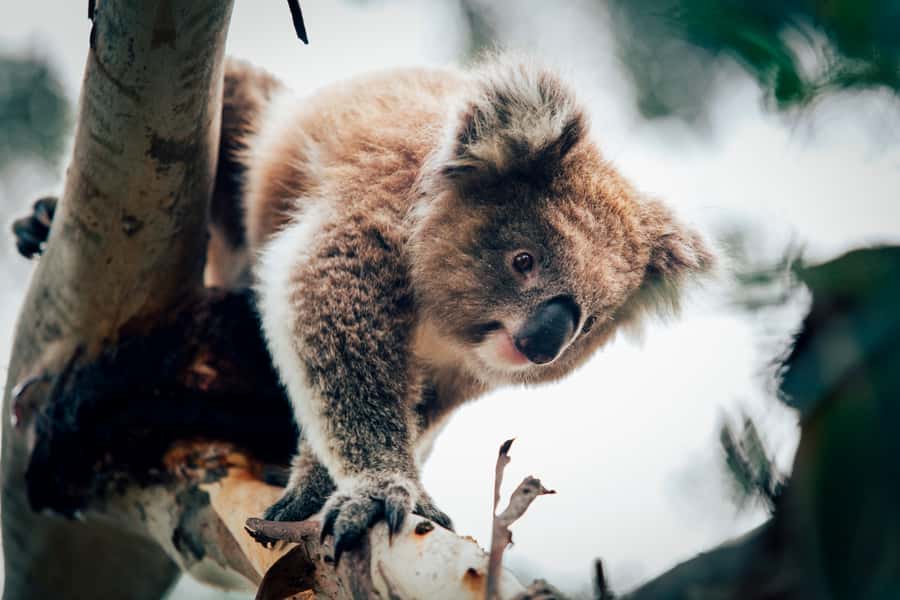 Phillip Island: Penguin Parade and Multi Attraction Pass - Key things to know before you go