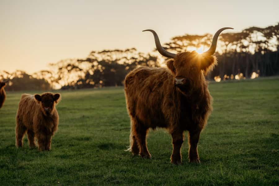 Phillip Island: Penguin Parade and Multi Attraction Pass - Churchill Island Heritage Farm: real demonstrations and a simpler pace