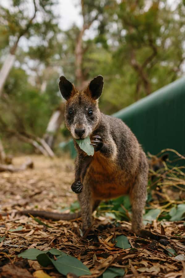 Phillip Island: Penguin Parade and Multi Attraction Pass - Timing, weather, and what to bring for three outdoor days in one ticket