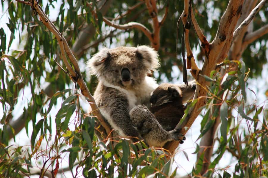 Phillip Island: Penguin Parade and Multi Attraction Pass - Who this pass suits best