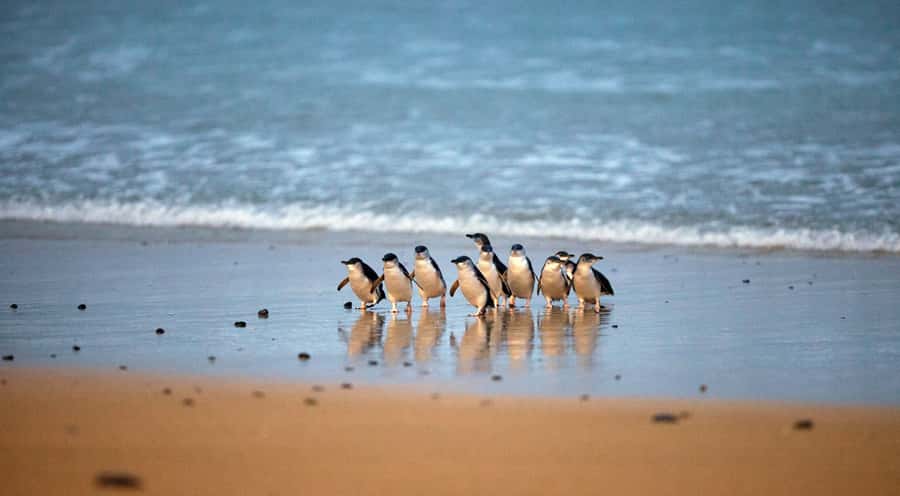 Phillip Island: Penguin Parade and Multi Attraction Pass - Penguin Parade at sunset: the main event and the rules you must follow