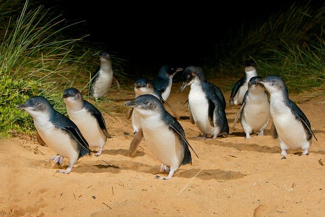 Phillip Island Penguin Parade Day Trip with Koalas from Melbourne - The Nobbies Centre: western cliffs, quick lookouts, and wind-proof clothing