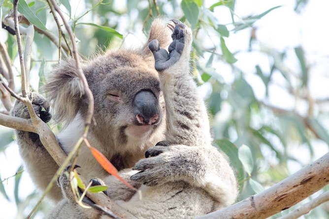 Phillip Island Penguin Parade Day Trip with Koalas from Melbourne - Value for your money: how $111.17 adds up when admissions and transport are included