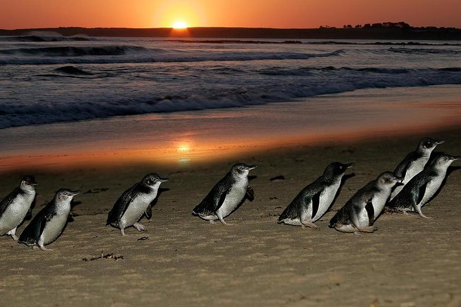 Phillip Island Penguin Parade Day Trip with Koalas from Melbourne - Practical tips to make your day smoother