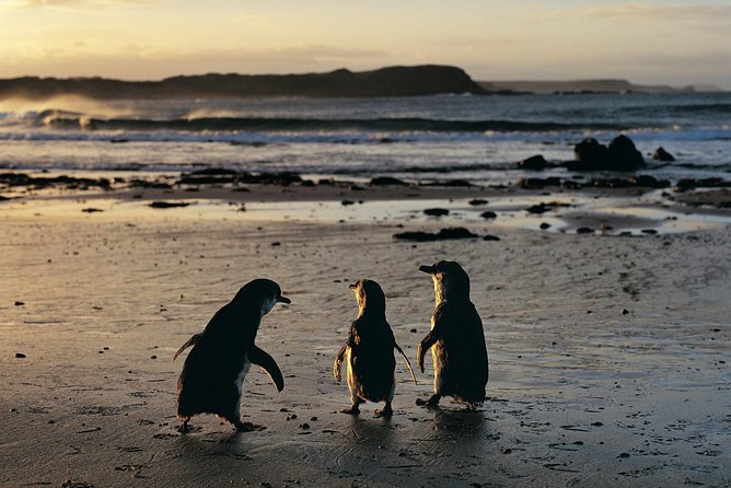Phillip Island Penguin Parade Day Trip with Koalas from Melbourne - Koala Conservation Reserve: the boardwalk stop that sets the tone